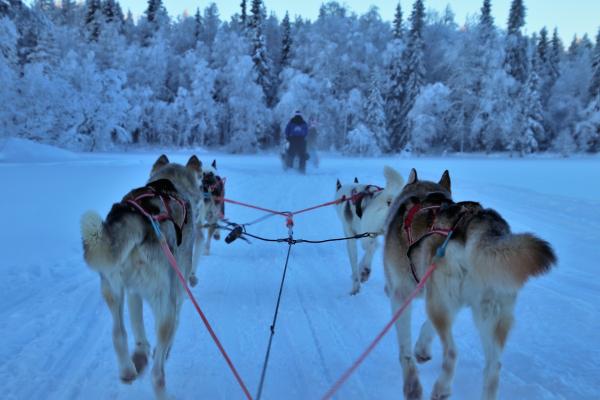 sled 3953650 1920